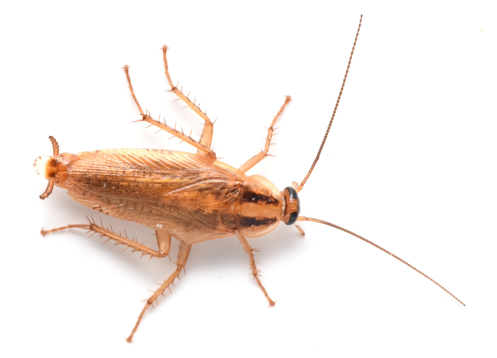 竜洋昆虫自然観察公園 Pa Twitter よく 家にチャバネゴキブリがよく出る とおっしゃられる方がおりますが よくよく聞いてみると実際は クロゴキブリのことがほとんど 名前はかなり有名ですが クロゴキブリとチャバネゴキブリでは全く外見が違います こちらの写真が