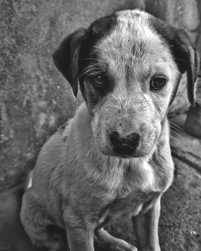 TheAgentPerrry's tweet photo. Dogs are my favorite people 🐶🐕🐾🦴
..
..
..
..
..
..
..
..
..
..
#oneplus6 #oneplus #shotononeplus #blackandwhite #eyes #dogstagram #dog #puppy #puppiesofinstagram #picoftheday #instagood #instapic #snapseed #india #punjab #phagwara #streetdog #innocen… https://t.co/qM8gRtdbvt https://t.co/ud5yC9uQiK