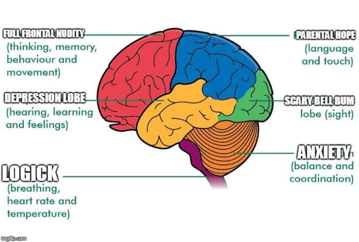 Brain hemispheres. Human brain parts. Characteristics of noun. Functions of noun. The whole functioning of the.