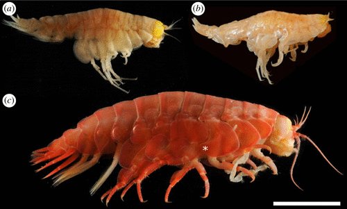 Microplastics are eaten by animals at the deepest point in the ocean. Our new #openaccess paper shows #marineplastic are in the stomachs of animals at 10,890 metres. royalsocietypublishing.org/doi/10.1098/rs… @SciencesNCL @ecology_ncl @RSocPublishing @AllLittleFishes @Piertney @UniofNewcastle