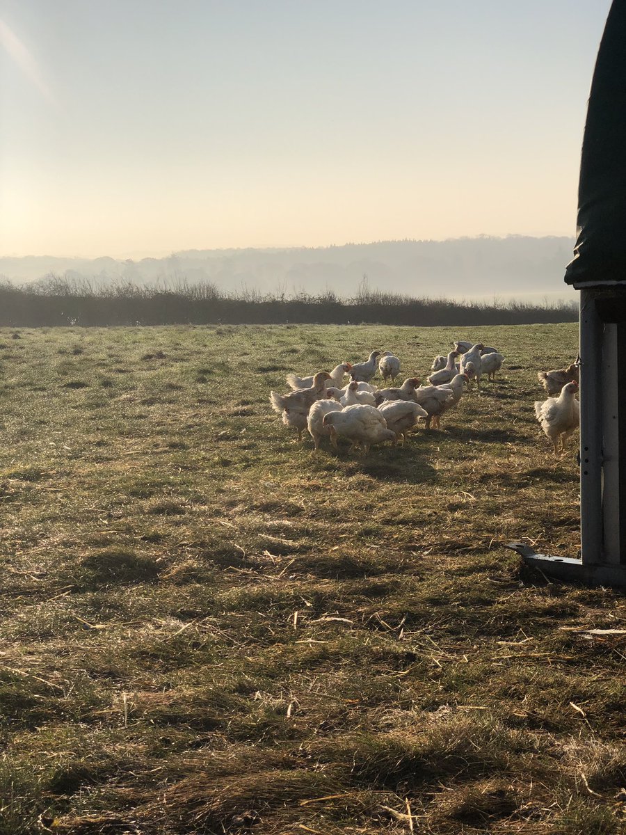 Piddle_Chicken's tweet image. Misty morning down at the chicken 🐓 
#freerange #eatlocal #dorsetfood