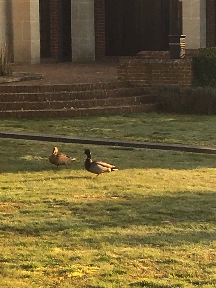 caltew's tweet image. SAS ducks settling in for spring at the SAS Learning Centre in Marlow. #sasprofs #saseducation