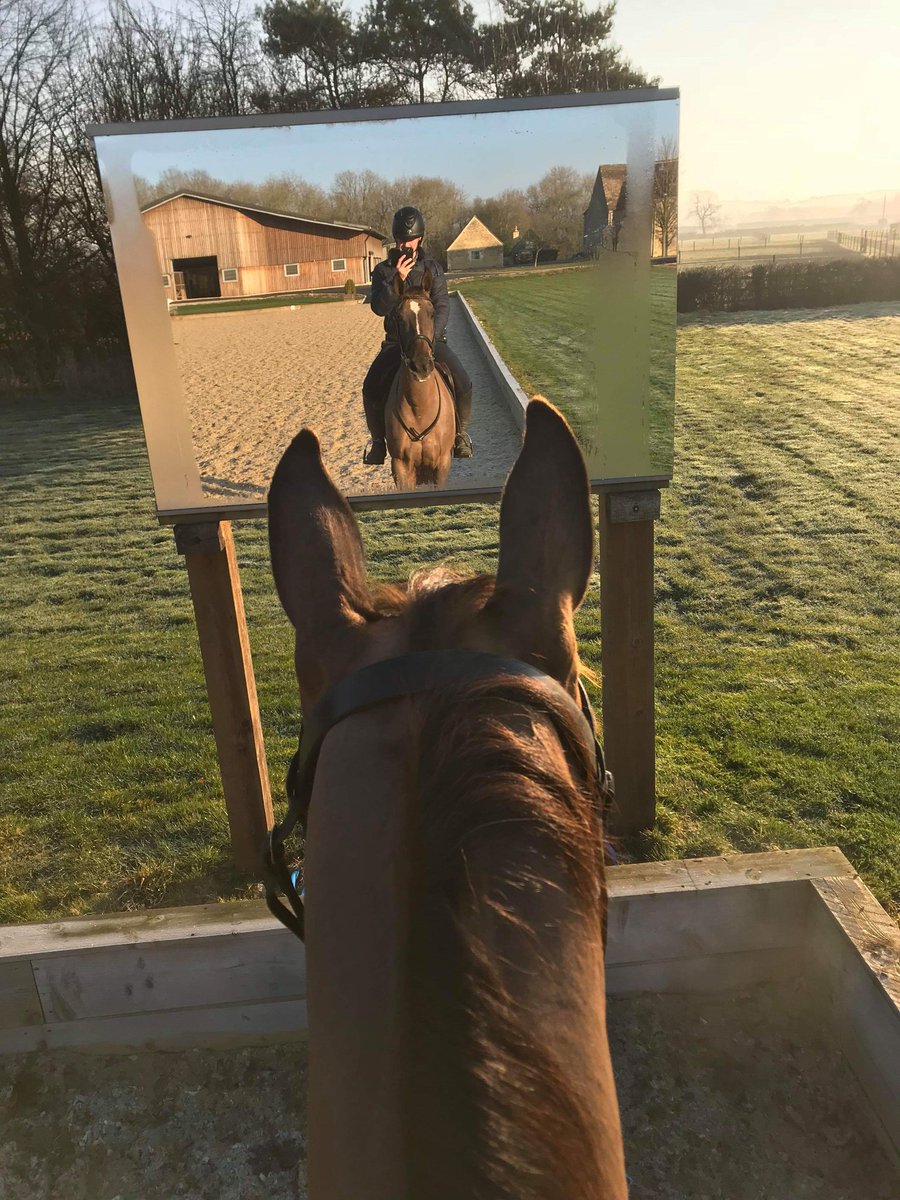 #WednesdayWisdom <a href="/pixie_thomas/">Pixie Thomas</a>' Shannondale Coco admiring herself in the arena mirror #princess ❤👑 #treventing #TeamRowland #EquineHour #hardworkpaysoff #nextseasongoals #eventing #fedondandh #feedtowin #beddownbedding