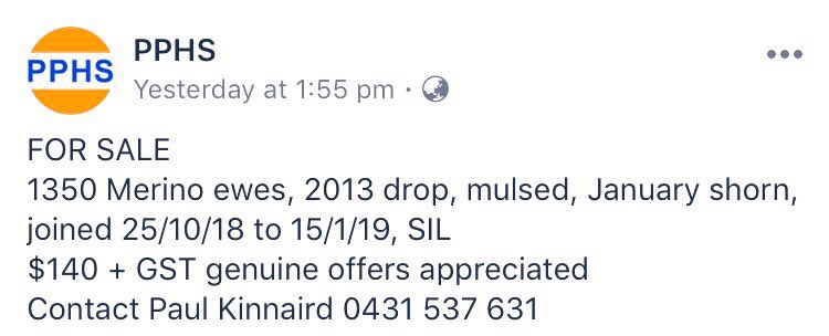 KinnairdPav's tweet photo. FOR SALE.                        1350 merino ewes SIL https://t.co/qod0fQpit8