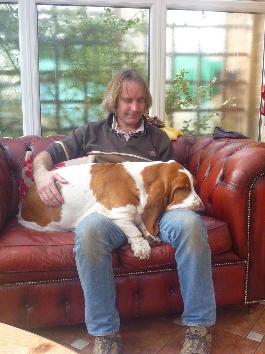 once a lap hound, always a lap hound 😊
#BassetHound #BassetLife #bassetloveforever