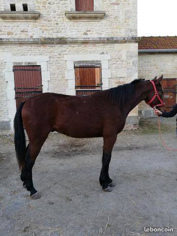 trotteur a sauver