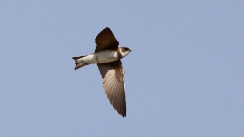 OtletResearch's tweet photo. Otlet is a sample sharing platform for all biological samples. Contour #feathers from Sand Martin (Riparia riparia) have been listed on Otlet, share with your favorite #ornithologist! #sampleshare
Image: https://t.co/XKMUPRjX1l (CC BY-SA 3.0) https://t.co/8TR1PUg0ae