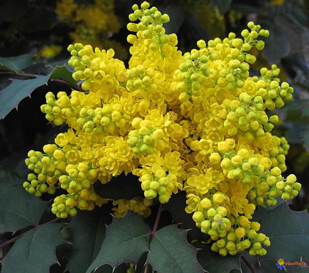 B_Strawbridge's tweet image. If you have room in your #garden for just one extra shrub, for #bees sake, please make it Mahonia!
It copes well with cold weather, snow, and frosts. So if we suddenly get a cold snap, unlike many other plants, it will continue to flower.