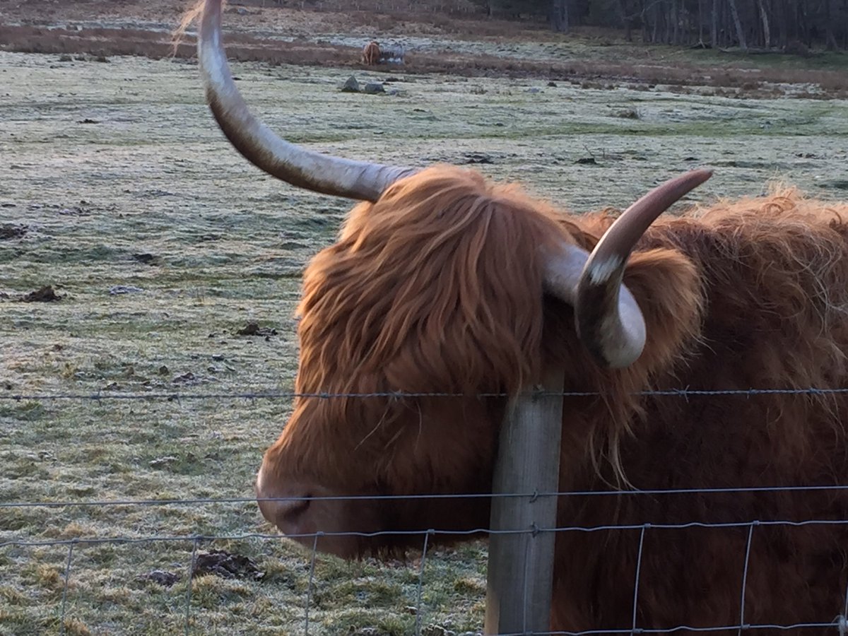 A little scratch to start the day!! <a href="/LochNessLodges/">Loch Ness Lodges</a> <a href="/LochNessRetreat/">Loch Ness Retreat</a> <a href="/EtapeLochNess/">Etape Loch Ness</a> <a href="/HighlandWPark/">Highland Wildlife Park</a> <a href="/BRITs/">BRIT Awards</a>