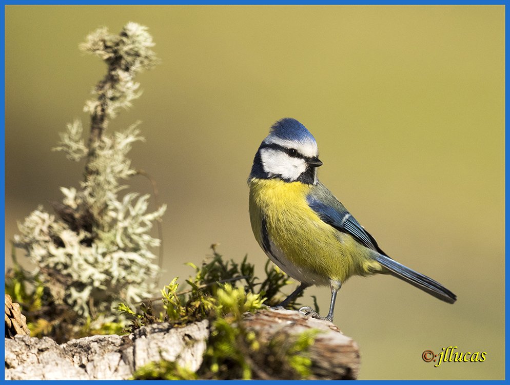 Herrerillo común
(Cyanistes caeruleus)