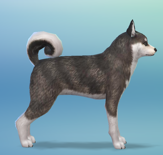 AshariaArt's tweet photo. #ShortHair #Pomsky now in my Gallery! #TheSims #TheSims4 #TS4 #Asharia #AshariaArt | Gallery Link : https://t.co/lgByWZ8IEj https://t.co/A4dW11oj4O