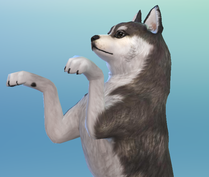 AshariaArt's tweet photo. #ShortHair #Pomsky now in my Gallery! #TheSims #TheSims4 #TS4 #Asharia #AshariaArt | Gallery Link : https://t.co/lgByWZ8IEj https://t.co/A4dW11oj4O