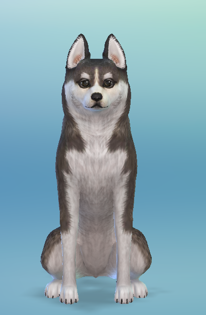 AshariaArt's tweet photo. #ShortHair #Pomsky now in my Gallery! #TheSims #TheSims4 #TS4 #Asharia #AshariaArt | Gallery Link : https://t.co/lgByWZ8IEj https://t.co/A4dW11oj4O