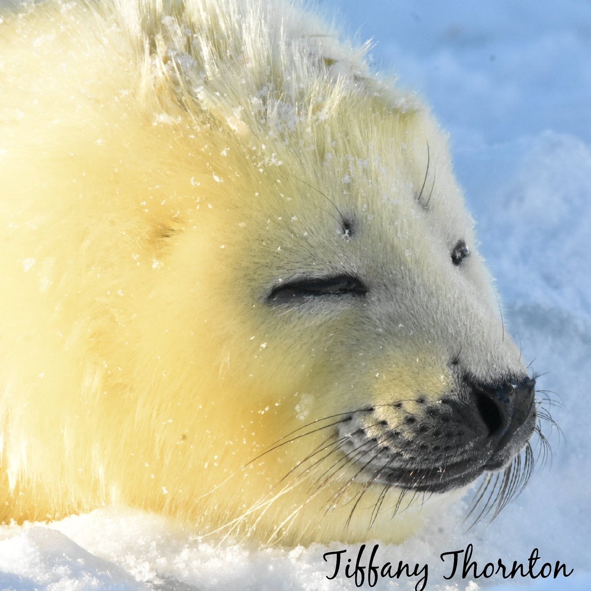 Spinthemap's tweet image. Oh that face! To cute. Wildlife Wednesday fact: Did you know Harp seal pups gain about 4.9 lbs a day? @Quebecmaritime @usatodaytravel  @ExploreCanada #wildlife #animals #nature #photography