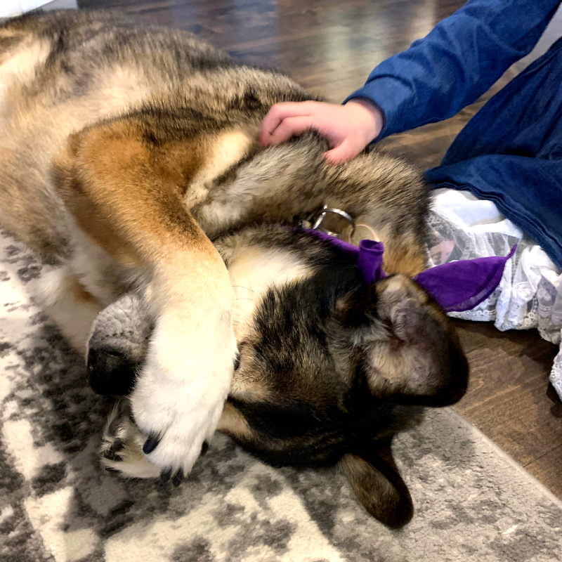 Cook_and_James's tweet photo. Makela was a little camera shy, but we promise she loved her Cook &amp; James bandana 🐶 
#CookAndJames #PuppyLove https://t.co/gfC9ZobRgO