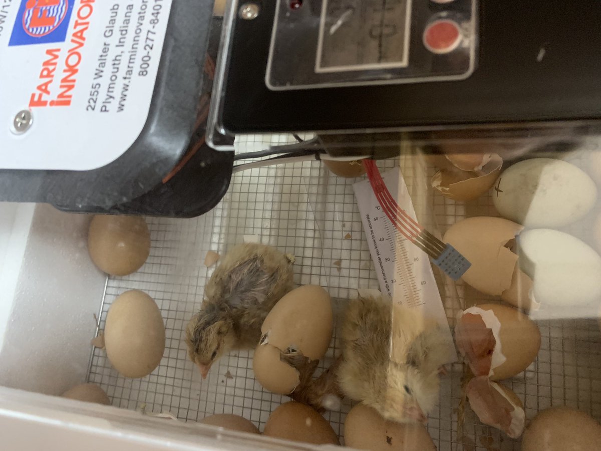 MrsBall87's tweet photo. @MrsBall87 @sayreschools  #agintheclassroom We have 13 chicks! https://t.co/l88PFsRIJf