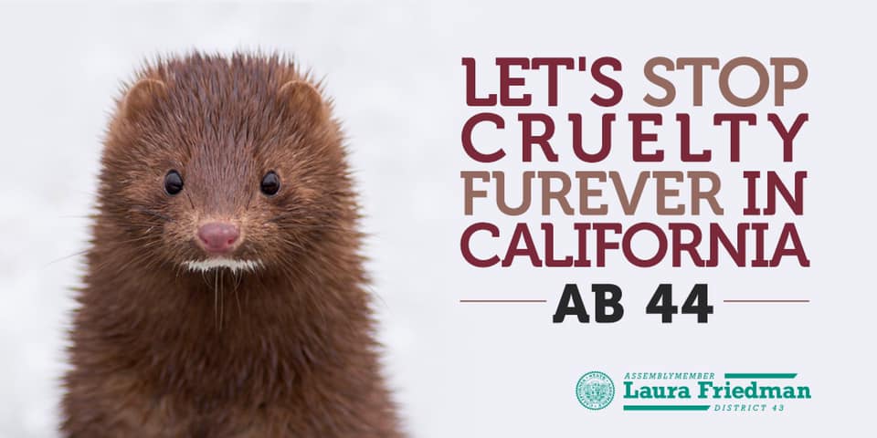 LauraFriedmanCA's tweet image. At 12:00pm I will be joined by @ShannonElizab, @HumaneSociety, and Animal Hope in legislation for a press conference about ending the fur trade in CA! Stop animal cruelty #FUREVER. #AB44.