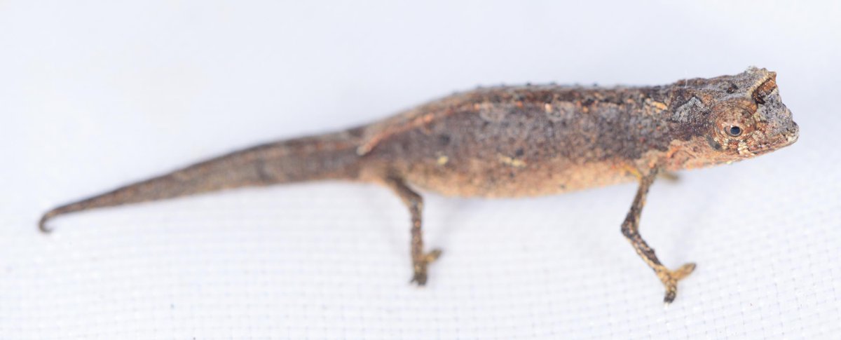 MarkScherz's tweet photo. Behold this tiny nerd. Even on your phone or computer screen he is probably larger than life. In reality, he is less than 2 cm long. He bumbles about in the moss and leaf litter on a mountain in Madagascar. And we have just given him a name: Brookesia tedi.
#science #newspecies https://t.co/GqlZOtsSet