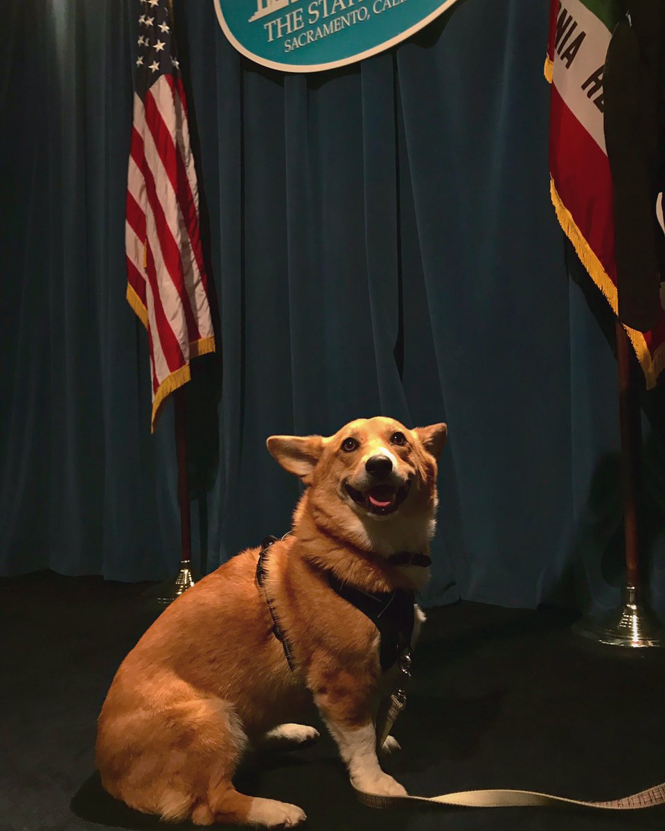 Colusa Brown (@colusabrown) on Twitter photo Tried to hold a pupconference at the old doghouse but there were no newshounds in sight. Throw me a bone <a href="/CapitolAlert/">Capitol Alert</a>! Tried to hold a pupconference at the old doghouse but there were no newshounds in sight. Throw me a bone <a href="/CapitolAlert/">Capitol Alert</a>!
