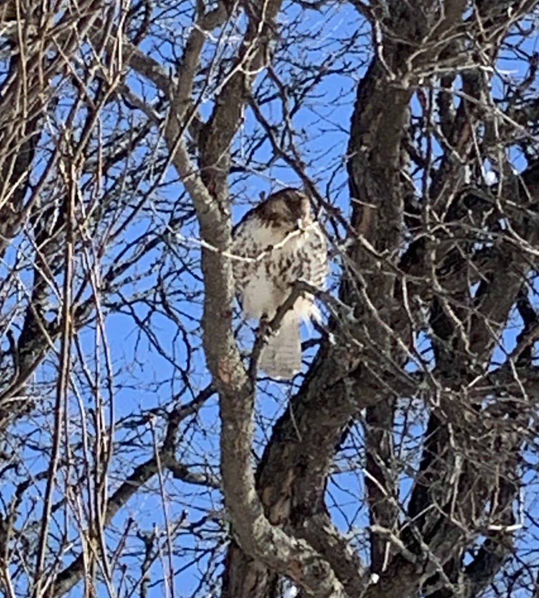 karencang's tweet image. Just spotted a threatened Peregrine Falcon on campus next to the @KeeneState_ Rec center!!  How cool is that?? #KSCBio #KSCMarineBio @suwhitte @seaweedcynthia