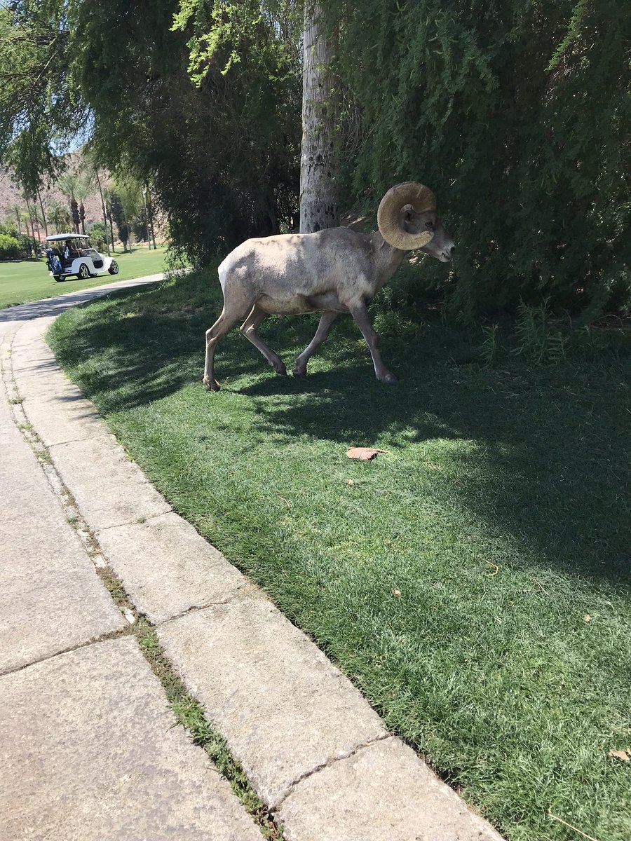 chloewelsh19's tweet photo. @RealSkipBayless he’s ruined our game too! #bighornsheep https://t.co/gt6ZjGggq9