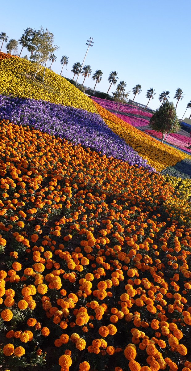 MSA__16's tweet photo. جميل جدا 
#مهرجان_الزهور_بينبع https://t.co/ba8zcI1G8C