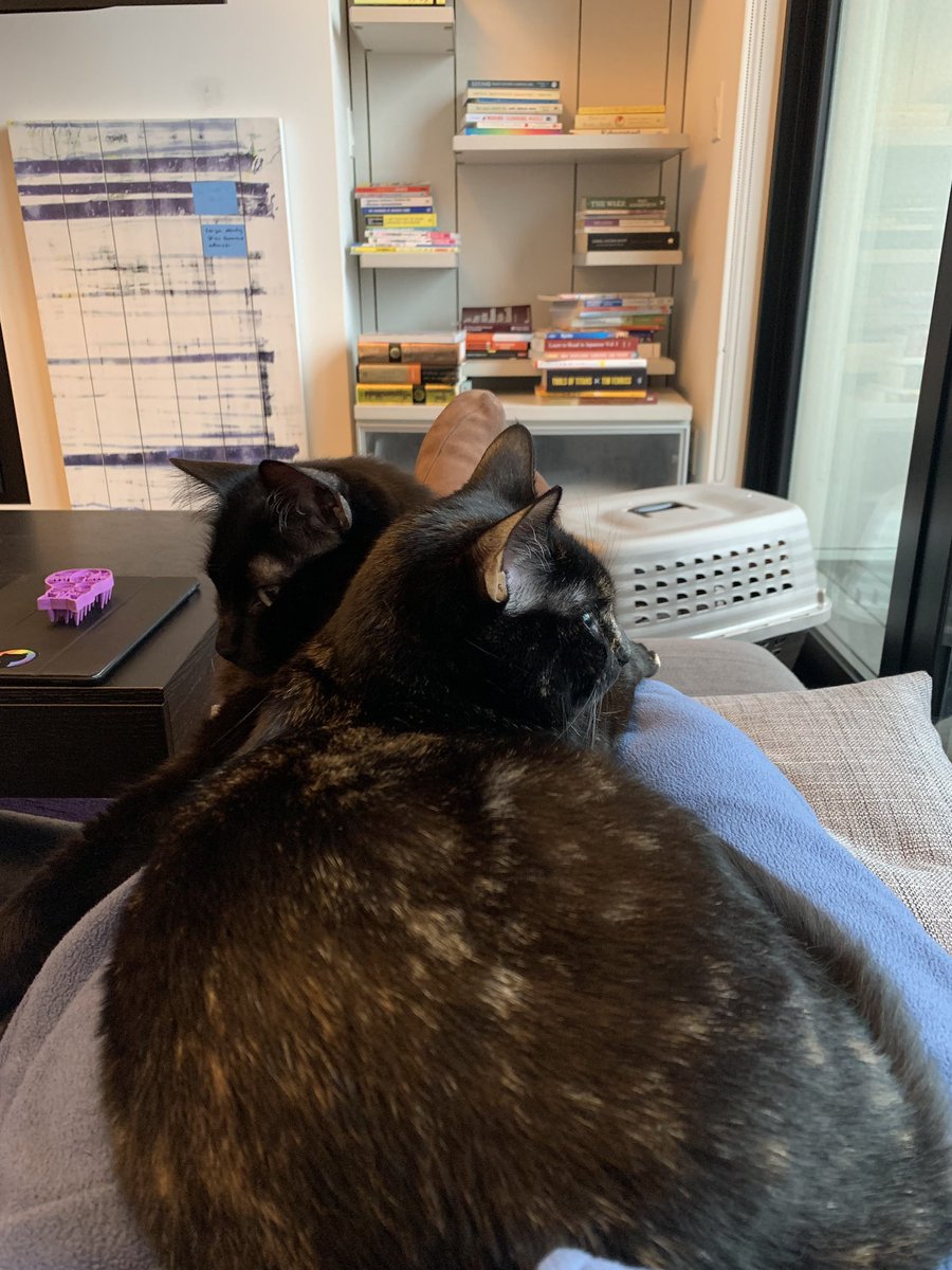 cats and electric blankets