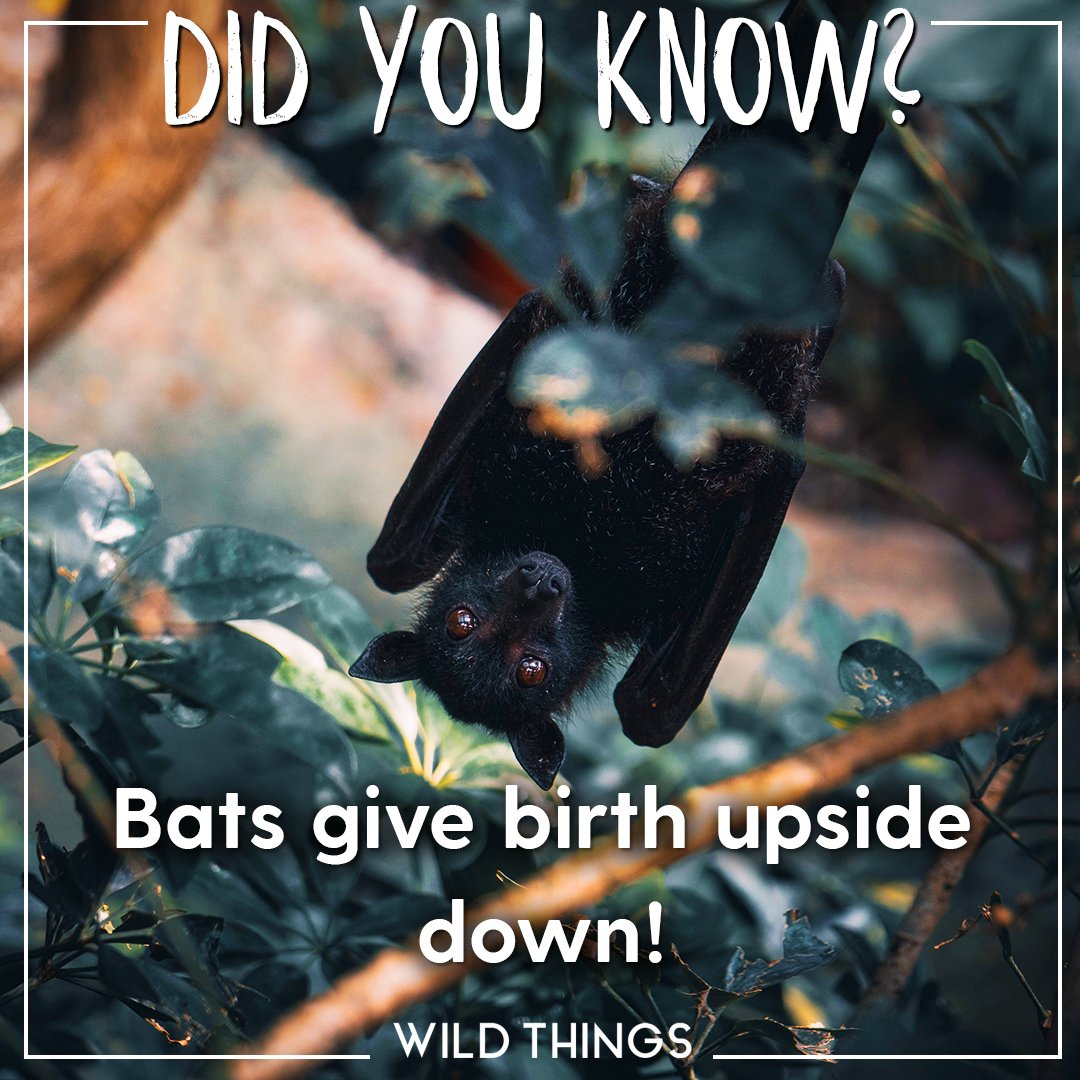 Real Wild tweet media