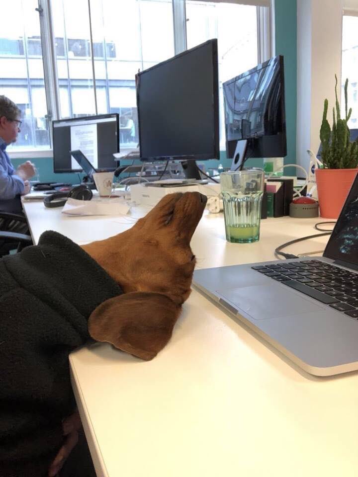 carlyhb's tweet photo. Hoy seré muy productiva...

*5 minutos después* https://t.co/pboKUWvn8k