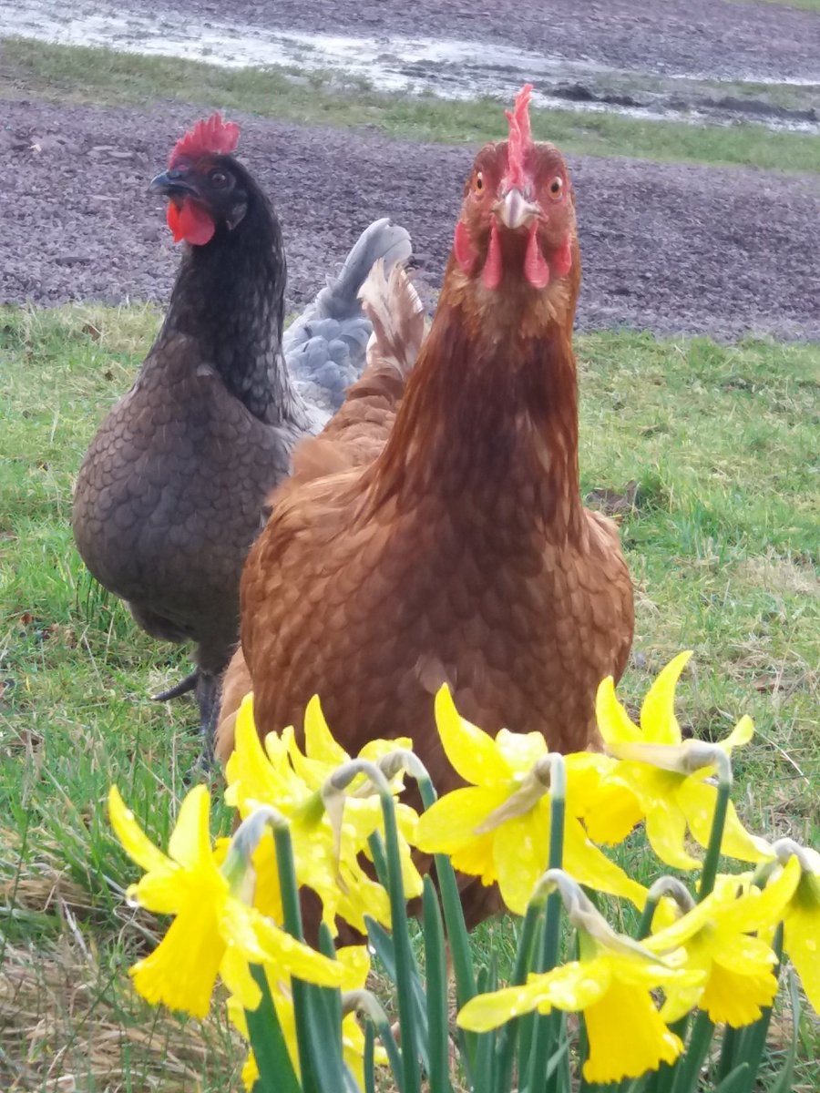 Spring Chickens .