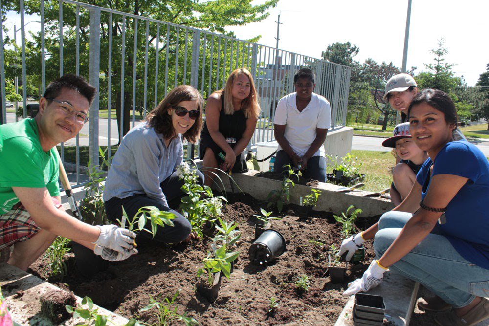What’s the best way to help pollinators survive and thrive in Toronto? Check out the new #CityofTO  grant program, #PollinateTO, which offers up to $5000 support the creation of pollinator gardens! Apply today at  livegreentoronto.ca. #grants4gardens #pollinators #Toronto