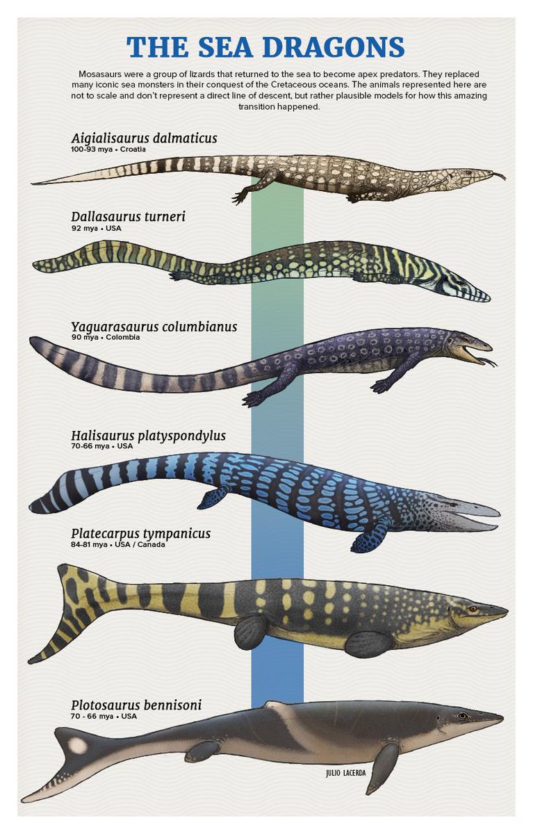 Whale Evolution Chart