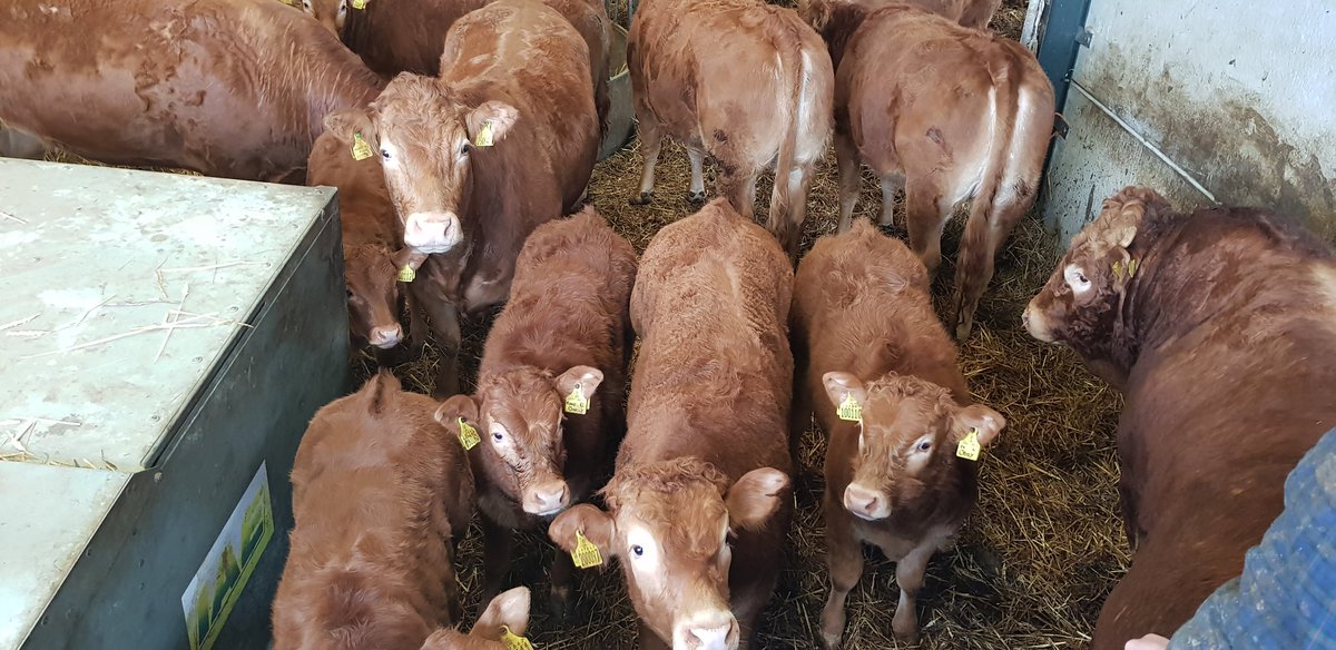 MrGreen_68's tweet photo. Limousin heifers being nosey https://t.co/Xoh9JFnVfw