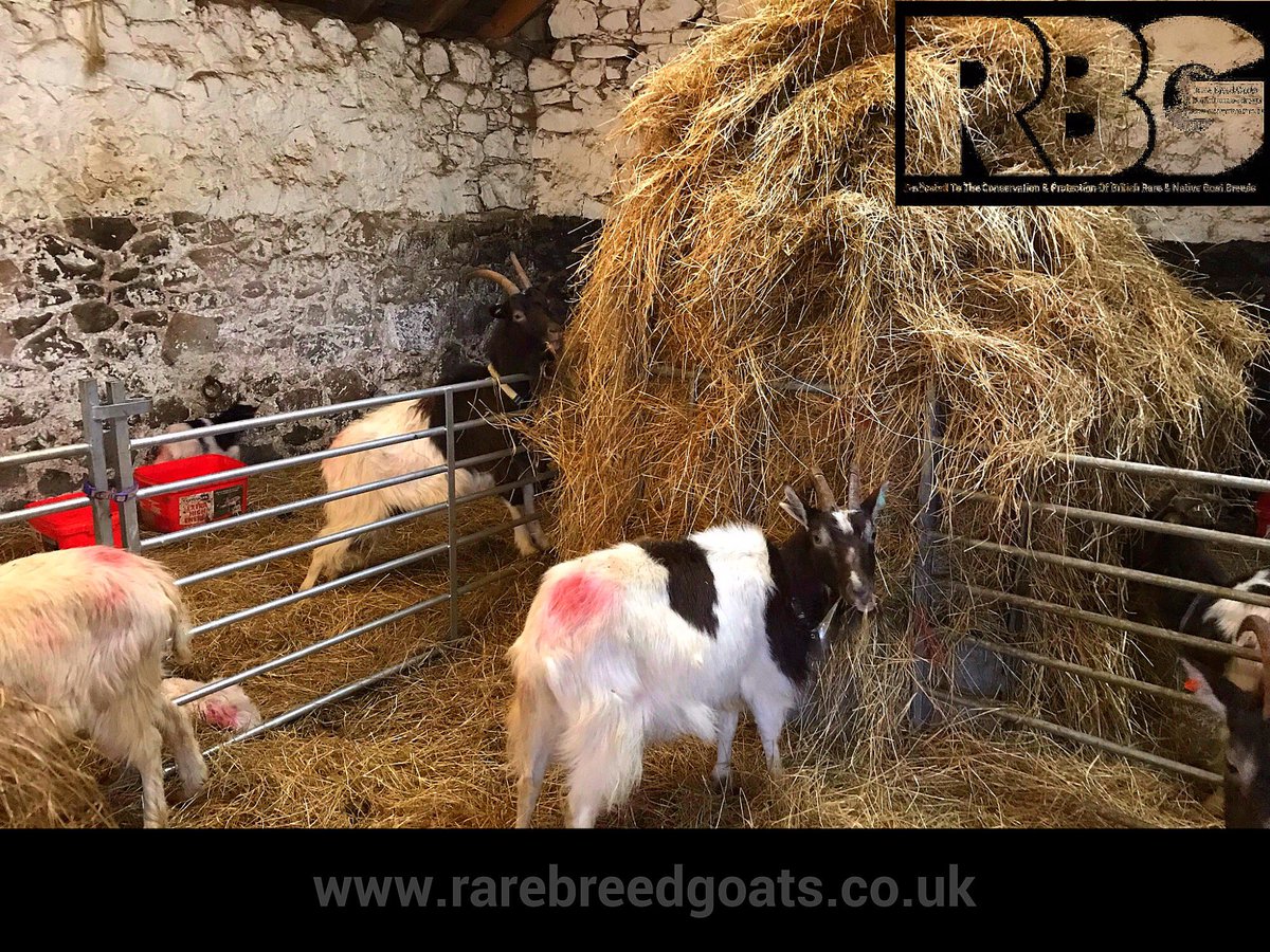RareBreedGoats's tweet photo. Topping up the haylage for our goats is always a fun experience, this is a little more tasking when you are in the middle of kidding and all the little bundles of joy (kid goats) are running around your feet (and your trusted side kick is poorly and in bed) #rarebreedgoats #bagot https://t.co/bU3uH8tBl9
