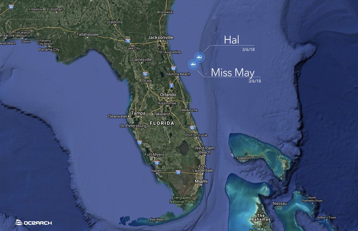 OCEARCH's tweet photo. Check out which two white sharks are making a little rendezvous. @MissMay_Shark and @WhiteSharkHal just pinged not far from each other offshore from Palm Coast, FL. https://t.co/Yh7AW64IGO