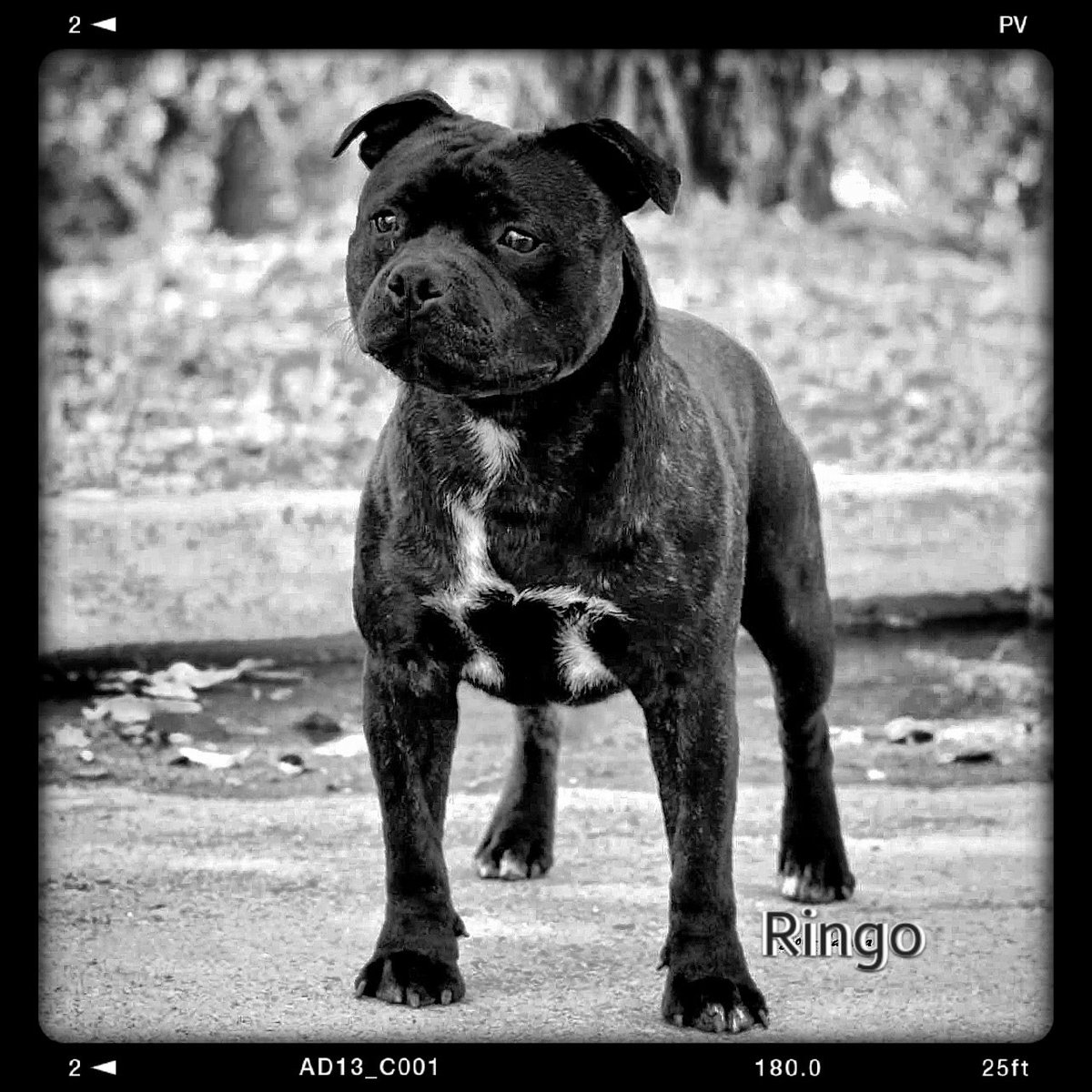 SBTKennel's tweet photo. "Be honest to yourself &amp; you will be honest for your breed"
#StaffordshireBullTerrier
@OsPando ®™

🇬🇧  https://t.co/EyD3ZCfJBj 

#Staffordshire #Bull #Terrier #EndBSL #StaffBull #SBT #Staffy  #StopBSL #OsPando #Staffie  #斯塔福郡斗牛梗  #dogsoftwitter #DogLover #dogsarefamily https://t.co/OJFIk2Tlfm