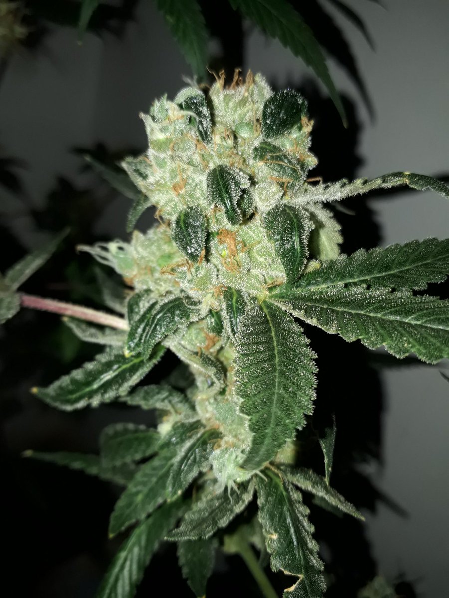 HernanPollinho's tweet photo. Empezamos el día comiendo pochoclo ....weednos humosss jaja https://t.co/YFuGkfd8e2