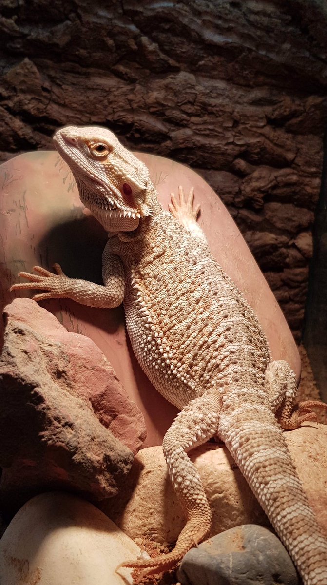 Bradlands Pet Supplies (BradlandsS) Twitter