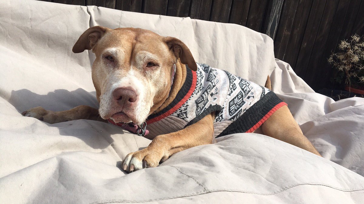 CoraleeLynnRose's tweet photo. Her face is getting so grey !!! #LoveMyPitty https://t.co/D9Ub0A0utl