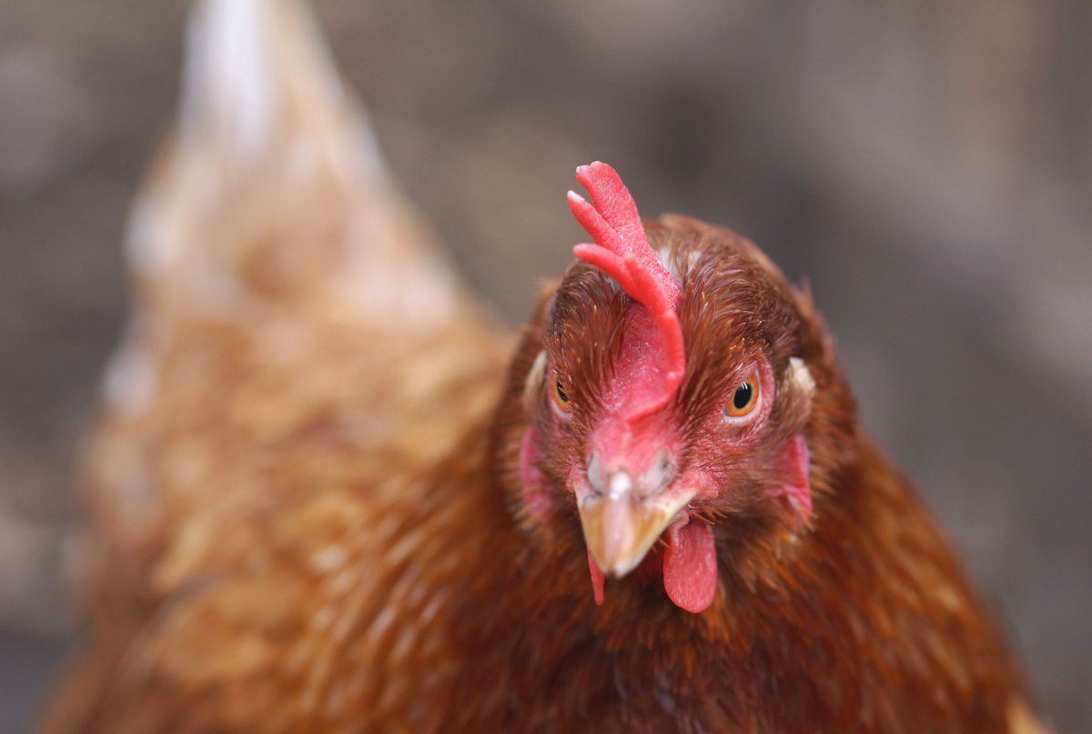 #BienEtreAnimal  Selon le rapport du « Business Benchmark on Farm Animal Welfare » sur  le bien-être animal, les entreprises françaises se démarquent
processalimentaire.com/Qualite/Bien-e…