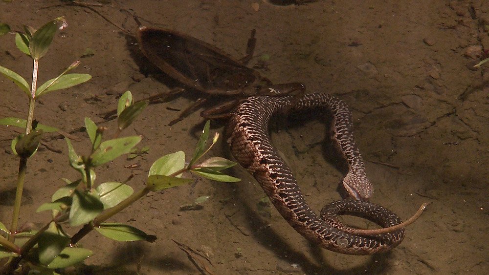 鴉九龍 こんな凶暴なタガメパイセンも絶滅危惧種でカブトムシなんかよりずっとレアな昆虫なんだ 前のヌシがホタルの幼虫っぽいって考察もしたけどホタルもどんどん数を減らして絶滅しかけてる ケムリクサには消え行く情景や生物なんかも描かれ