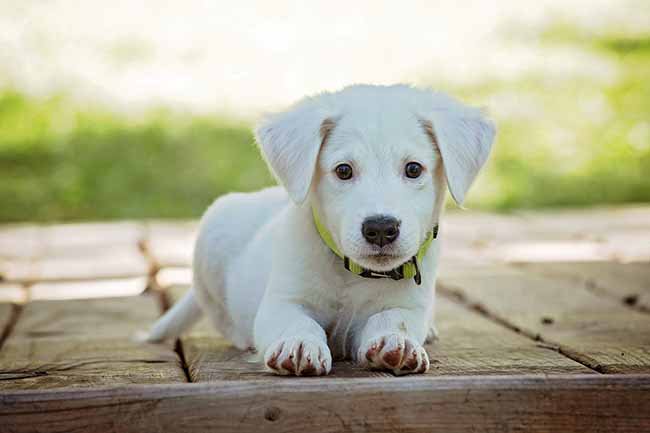 Affaritaliani's tweet photo. Milano Pet Week, a settembre la settimana pet friendly https://t.co/wjc3jNxRLq https://t.co/AyYfaW92zi