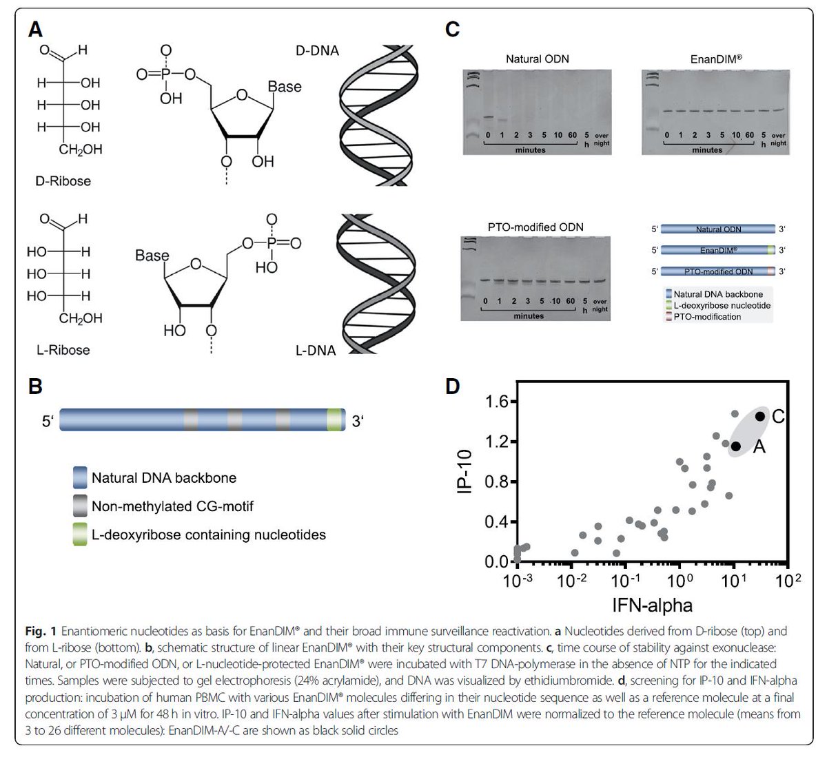 OTSociety's tweet photo. EnanDIM - a novel family of L-nucleotide-protected TLR9 agonists for cancer immunotherapy
#Mologen $DVAX $IDRA $MGNK #checkmatepharma @ArtKrieg #CpG #TLR9
https://t.co/QYMZ5nVK83 https://t.co/rUJhpLvXFj