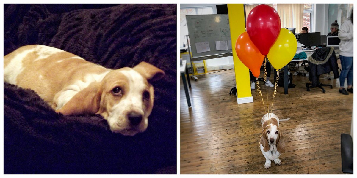 hive_hr's tweet photo. 🎈🐶 Somebody turned 9 today, which gives us a great excuse to share the cutest side-by-side ever. . .You're welcome! 😉 #wednesdayfeels #wednesdayvibes #wednesdayhumor #wednesdaygrind #bassetlove #petsatwork #officedogs #officedog #dogbirthday #puppypictures #bassethound https://t.co/K4OlfFIASz
