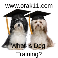 muratbey23's tweet photo. What Is Dog Training? #dogtraining #dogtrainingalexandriava #dogtrainingarlingtonva #dogtrainingclasses #dogtrainingcollars #dogtrainingdc #dogtrainingmaryland #dogtrainingnearme #dogtrainingnorthernvirginia #dogtrainingrockvillemd https://t.co/sjlFbZPj75 https://t.co/QqKl4WXAql