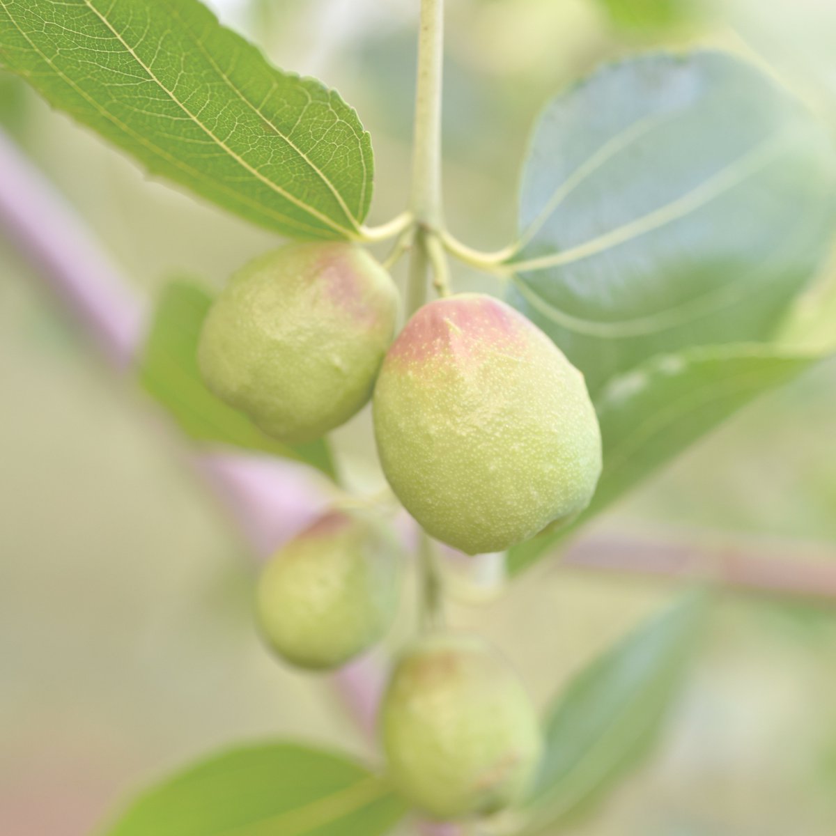 andaskincare's tweet photo. With a bio identical to sebum, jojoba oil has the ability to regulate sebum production to prevent skin from appearing oily, while also soothing and moisturizing. https://t.co/kYAgYhbm5J https://t.co/3mRRaOmm4A