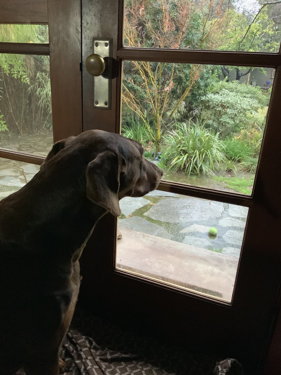 Soggy tennis ball, sad California puppy