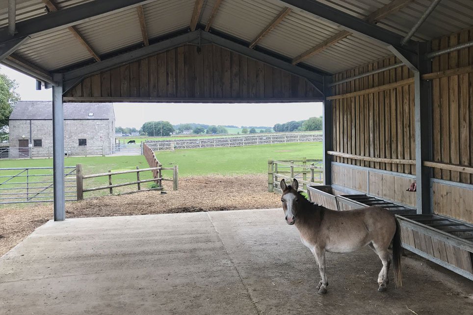 Enjoyed preparing #planning application for #DonkeySanctuary - bespoke home for the lovely donkeys in bad weather. Interesting project. The planning application was successful. Looking forward to working with The Donkey Sanctuary on the next stages as their #ContractAdmin