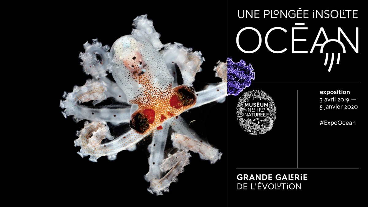 Le_Museum's tweet photo. #ExpoOcean Préparez-vous pour une plongée dans l'océan ! À partir du 3 avril, la nouvelle exposition du Jardin des Plantes "Océan, une plongée insolite" vous dévoile les richesses insoupçonnées de cet immense territoire encore méconnu 🦑 https://t.co/exKeIZsVa5 https://t.co/tR2auUngTl