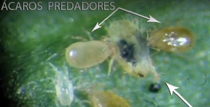 O boletim "Controle Biológico de Insetos e Ácaros" traz informações práticas sobre o uso de parasitoides e predadores no controle de pragas agrícolas, principalmente os programas em uso no Brasil. Garanta já o seu! goo.gl/4A2xoK